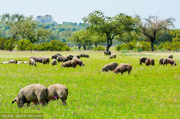 猪在埃斯特雷马杜拉badajoz的乡村农场上吃草