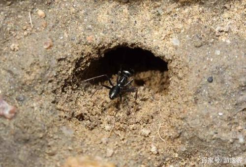 蚂蚁洞穴