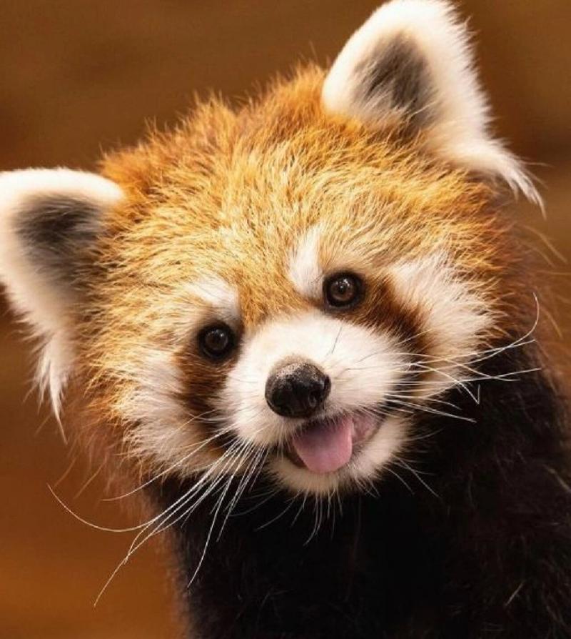 小熊猫——第三弹 吐舌头的小熊猫,萌萌哒 	 #小熊猫摄影# #小熊猫