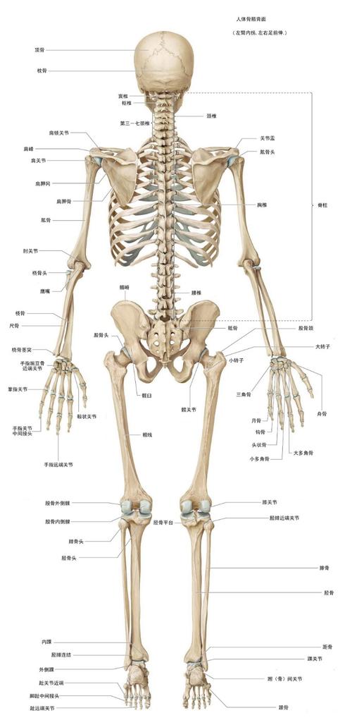 人体骨骼完整高清图片骨骼名称标注