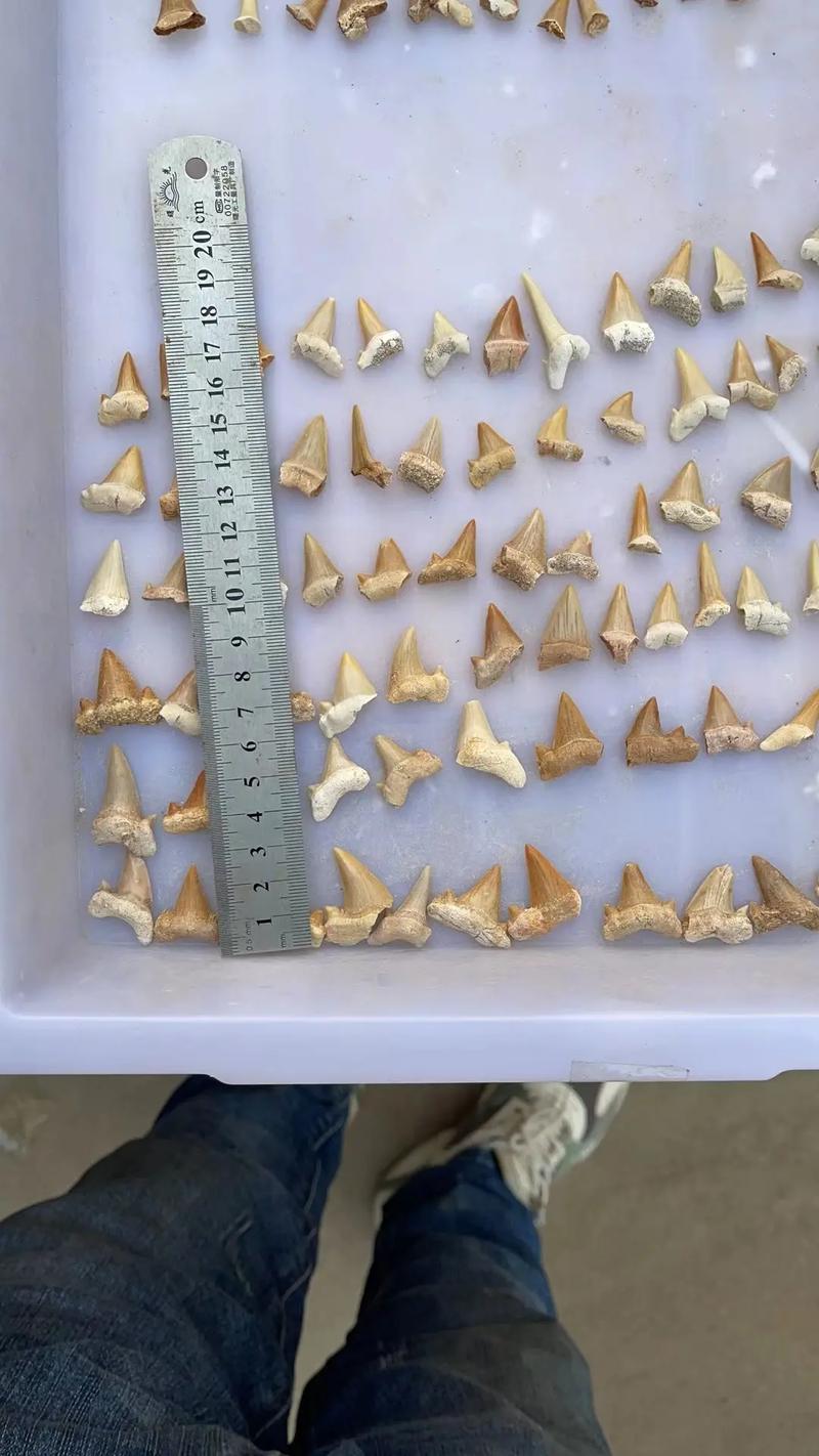 化石考古挖掘系列盲盒首饰类玩具类,批量鲨鱼牙化石提供 - 抖音