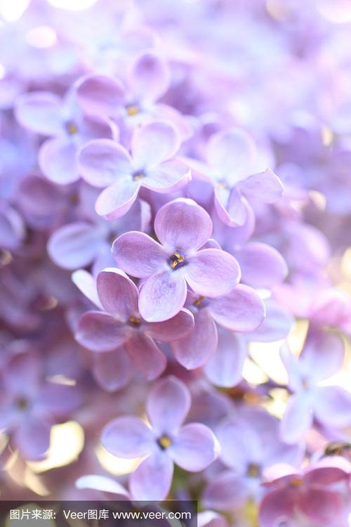 淡紫色花朵特写镜头