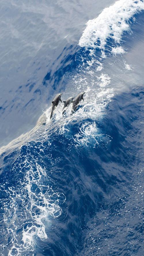 蓝色大海海豚手机端h5背景
