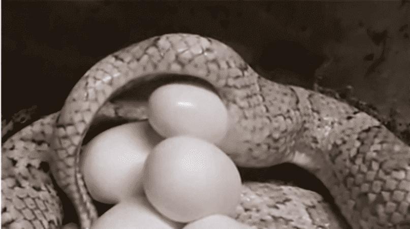 比如蝮蛇,它就是典型的卵胎生,小蛇仔是在蝮蛇母体的子宫里孵化出生的