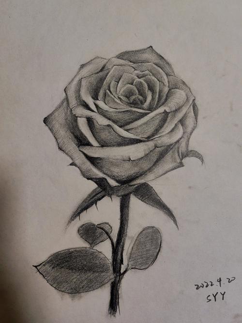 玫瑰素描 铅笔画