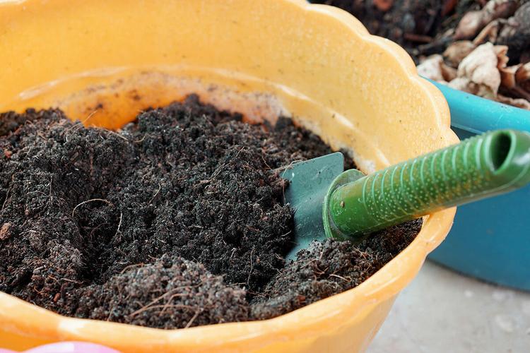 盆土发白结块简单处理技巧,室内养盆栽植物要注意改良土质
