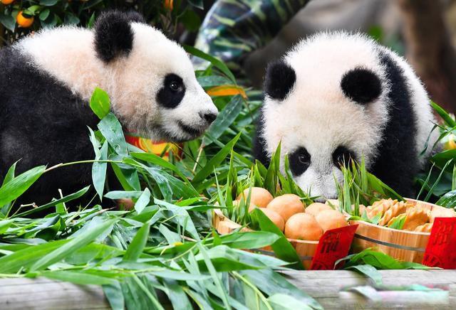 大熊猫吃肉吗杂食动物除了吃竹子还吃什么食物