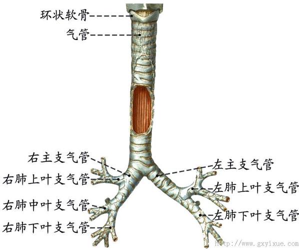 气管与支气管 - 解剖生理学网络多媒体课程