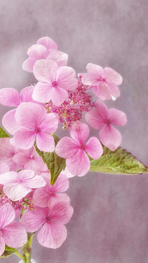 治愈系唯美花卉植物高清手机壁纸图片-植物-手机壁纸下载-美桌网