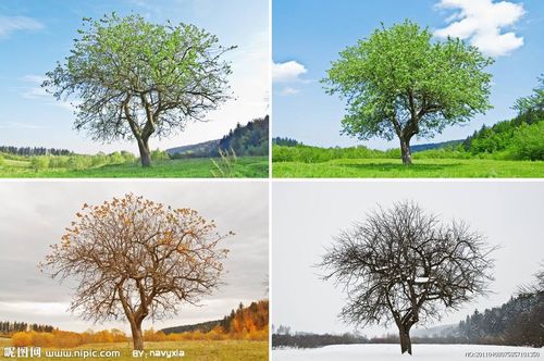 留心观察生活,春夏秋冬一年四季中树叶有哪些变化呢?