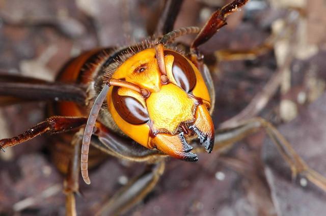 盘点世界上最危险毒性最大的10种蜂类
