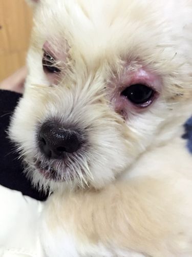 狗狗眼螨引起感染痊愈后还会长毛吗,感染的时候有化脓现象,眼睛肿成一