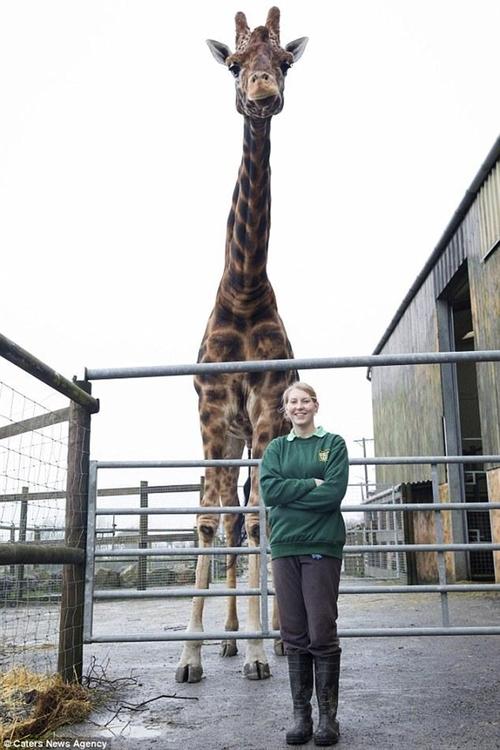 英国世界最高长颈鹿:6米身高傲视同类