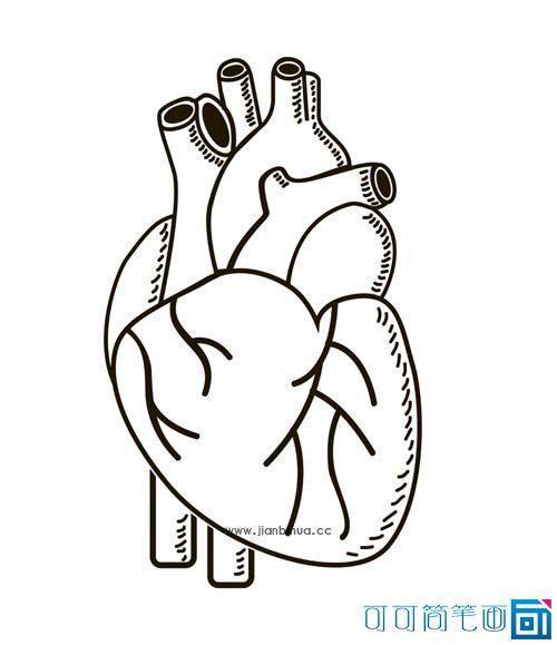心脏的结构简笔画图