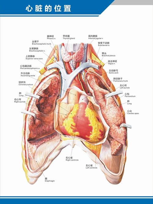心脏结构示意图心脏解剖图结构图构造图示意图心血管内科中英文医院
