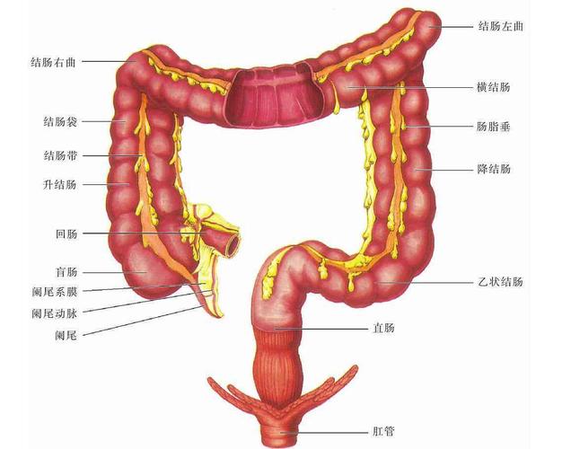 人体结肠的作用与位置