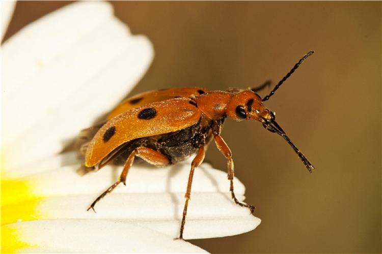 甲虫,昆虫图片_甲虫,昆虫高清图片_全景视觉