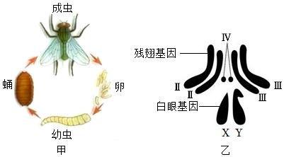 果蝇一种昆虫的性别决定方式与人类相同甲乙两图分别表示果蝇的生殖