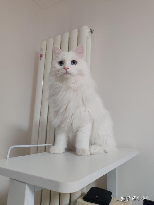 纯白长毛猫品种