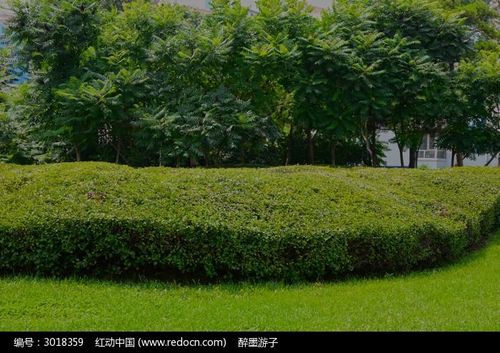 草地上的灌木丛高清图片下载_红动中国