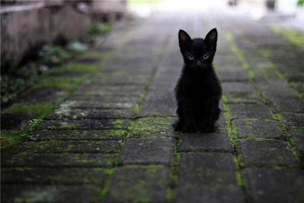 梦到黑猫死了预示什么