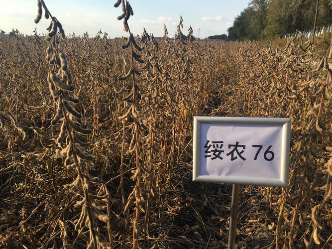 黑龙江省的作物熟制是什么