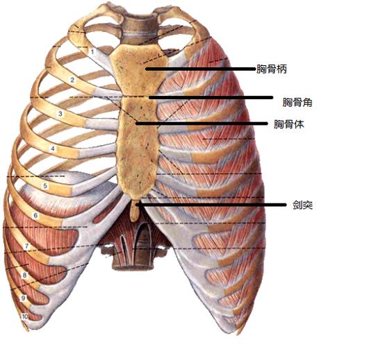 p>剑突, 心脏区的胸壁前下端有一剑突软骨,起保护心脏作用,此处遭到