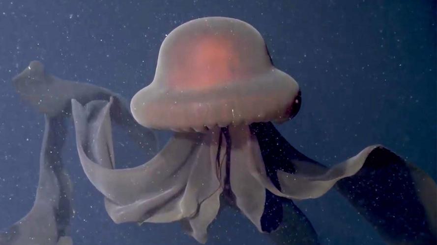 美科学家拍到罕见冥河水母 体型巨大触手达10米-千里眼视频-搜狐视频