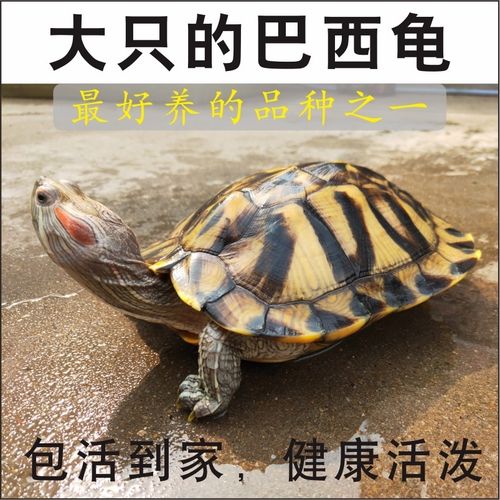 巴西龟观赏龟巴西龟特大活体情侣龟大巴西乌龟活物宠物龟特大超大【15