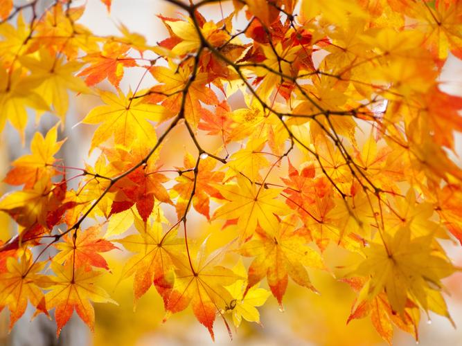 黄枫叶,树,美丽的秋天 4k