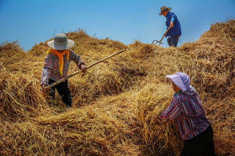 拍摄于济南章丘三德范,正直麦收时节打麦场的情景.