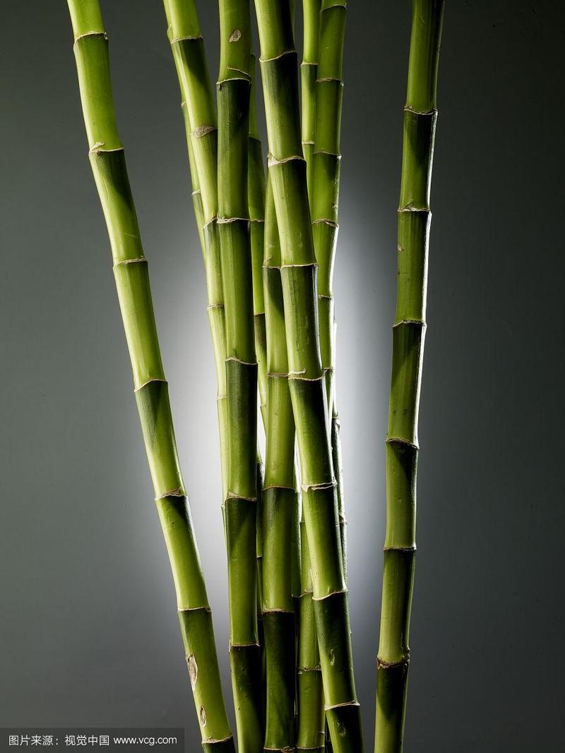 中国传统静物竹子