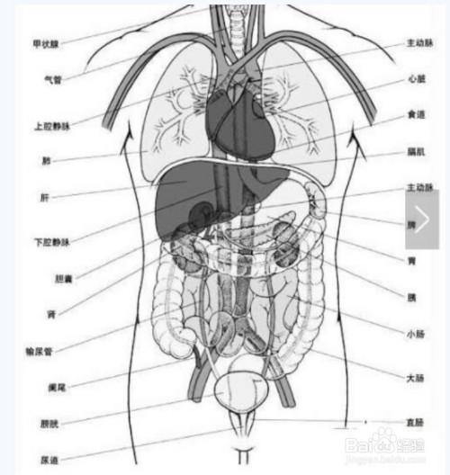 五脏是心脏,肝脏,肾,肺和脾,六腑有大肠,小肠,胃,三焦,膀胱和胆