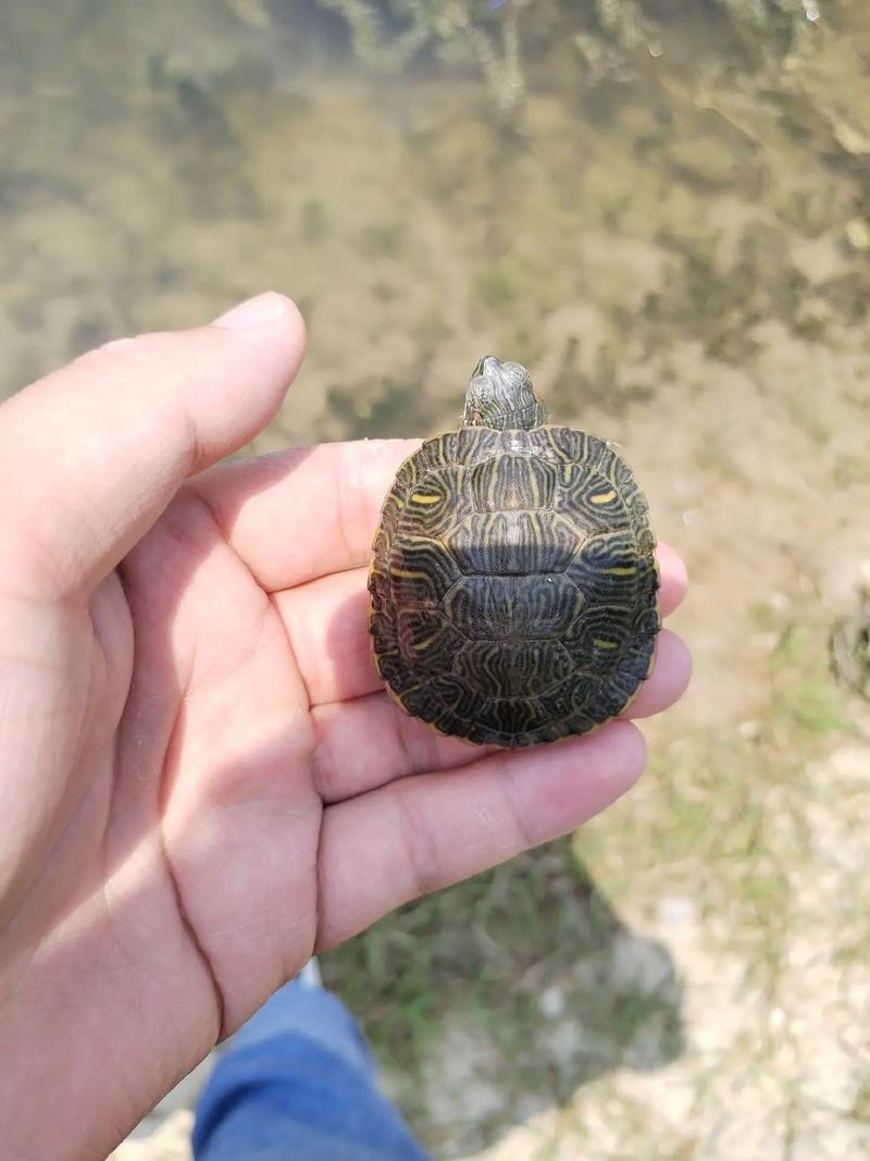 捡到巴西龟～昨天中午在河里给乌龟换水,有只草龟跑了,一中午没 - 抖
