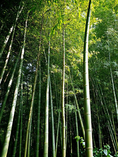 竹子林属于福田还是南山