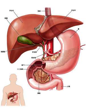肝和胆囊在什么位置示意图