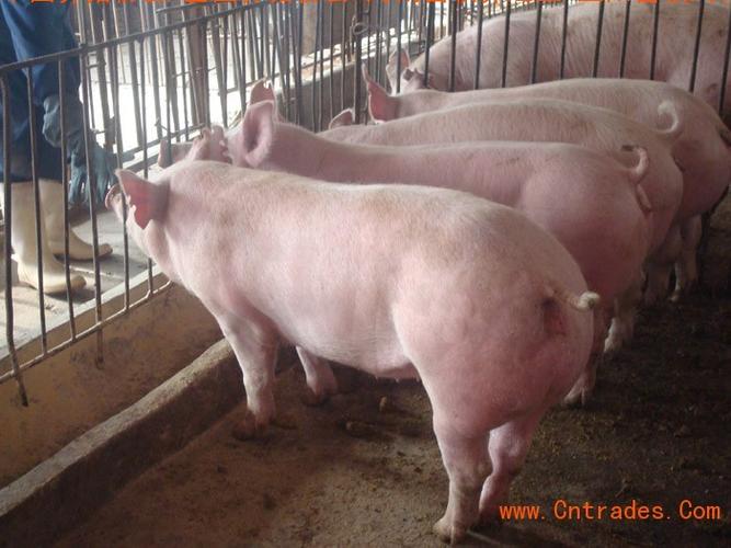 正阳畜牧局种猪场推广中心,大型养猪场