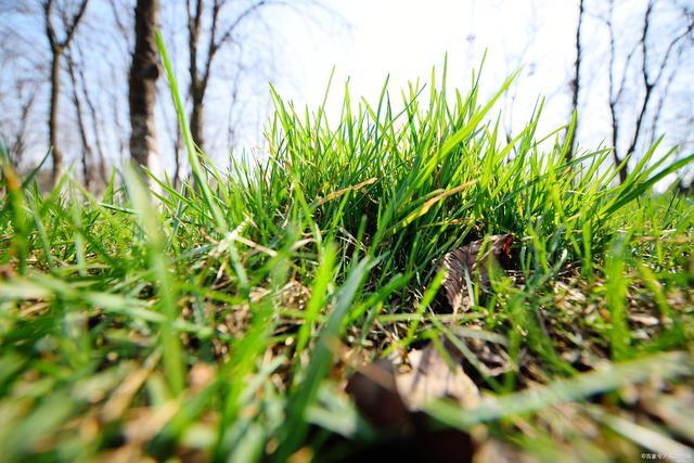 冰雪消融的春天,小草破土而出,萌出新芽.