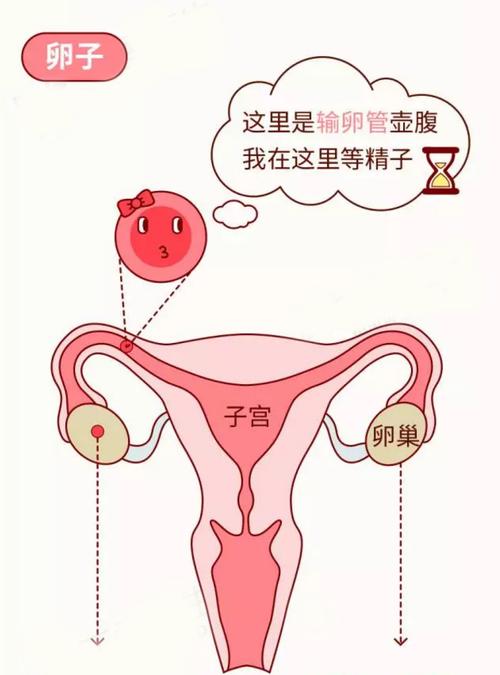 女生输卵管在那个位置图