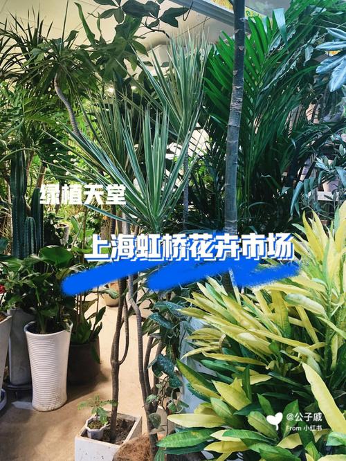 探店上海虹桥花卉市场真是绿植爱好者天堂