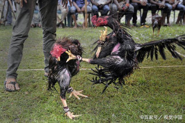 直击孟加拉国斗鸡比赛,公鸡展开殊死搏斗场面残忍
