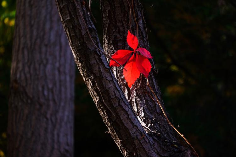 初秋到深秋,到抓住秋的尾巴,有秋的美景,也有落叶的伤感.