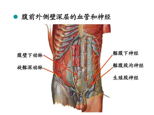 腹前外侧壁深层的血管和神经 腹壁下动脉 旋髂深动脉 髂腹下神经 髂
