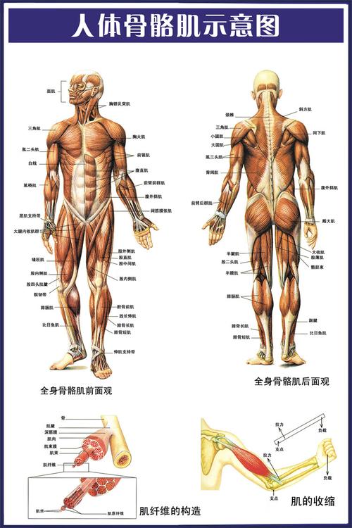 人体骨骼肌肉示意图医院人体器官解剖结构图内脏脊柱椎海报挂图 人体