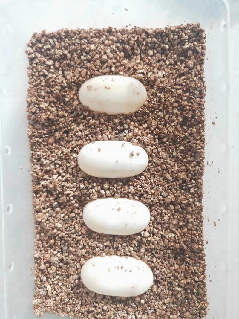 四枚龟蛋经过七十多天的孵化出了三个小可爱
