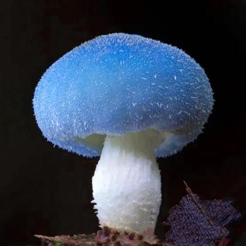 参考例图个人势vup logo 名字:魔菇kinoko 需求:可爱 有蓝色蘑菇元素