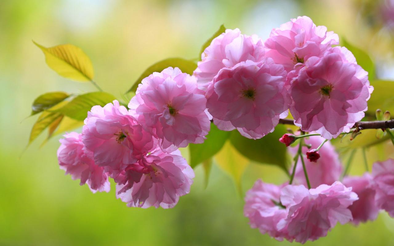 上一张 下一张 简介 唯美盛开的粉色樱花图片电脑壁纸~~清新护眼樱花