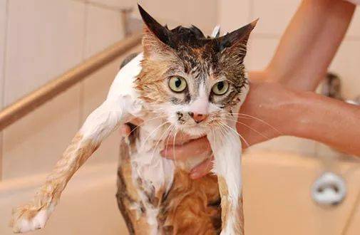 猫:我就是脏死!也不会碰一下吹风机!