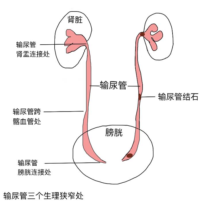 左右各一,上接肾盂,下连膀胱,输尿管的长度与年龄,身高有一定关系
