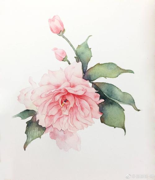 水彩花卉创作-樱花:cherry_blossom:|插画|创作习作|临云插画 - 原创